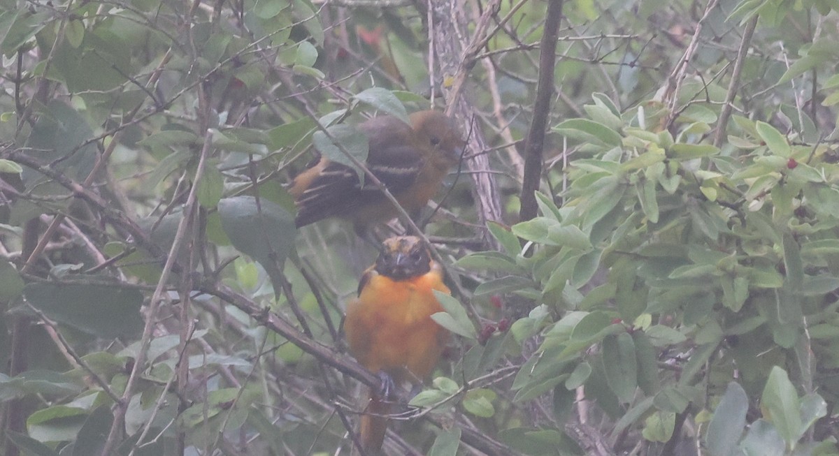 Oriole de Baltimore - ML638929482