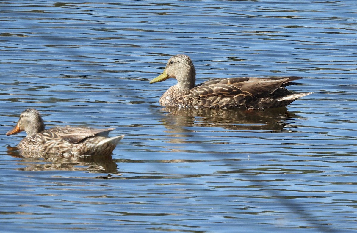 Canard colvert - ML638929484