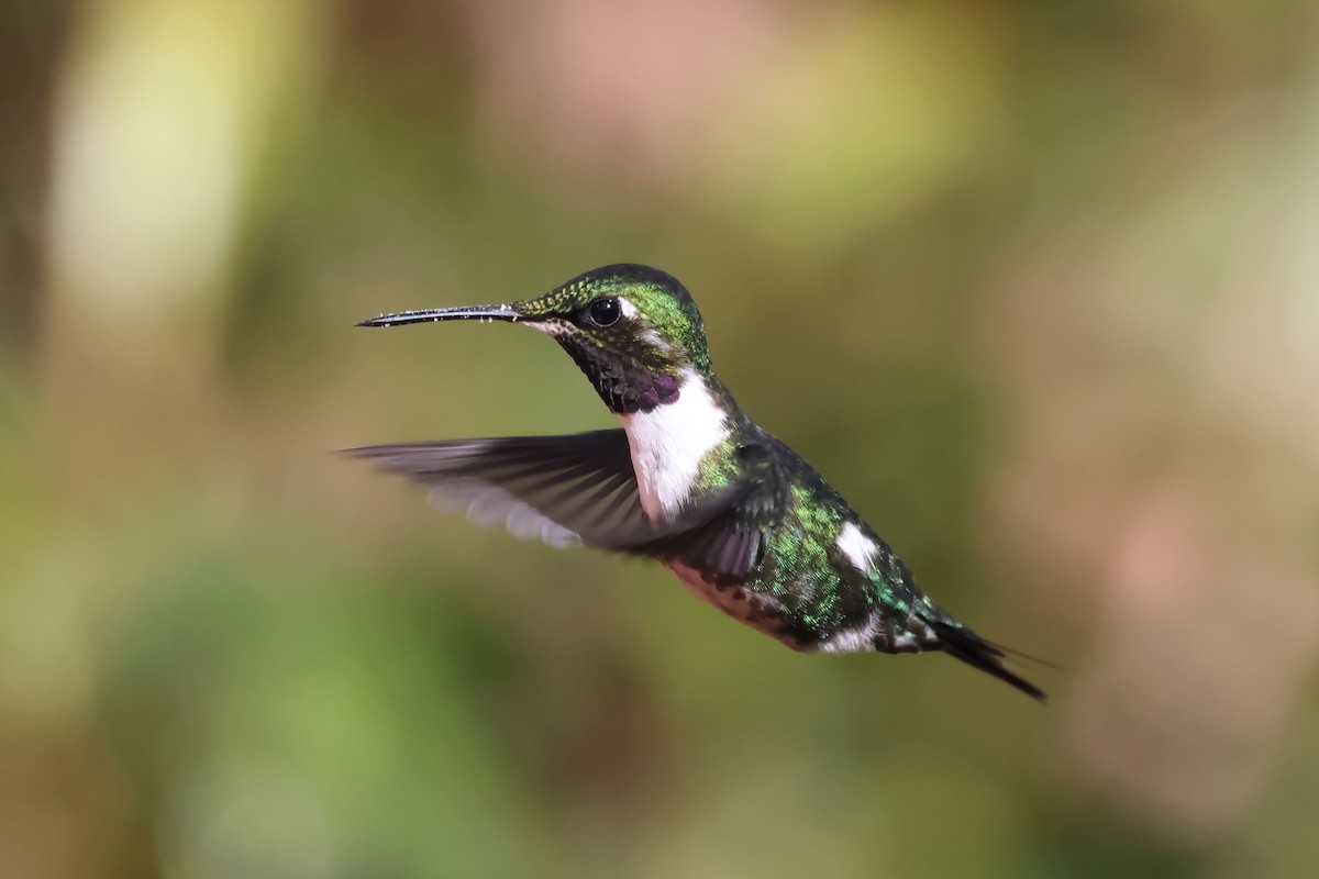 White-bellied Woodstar - ML638929491