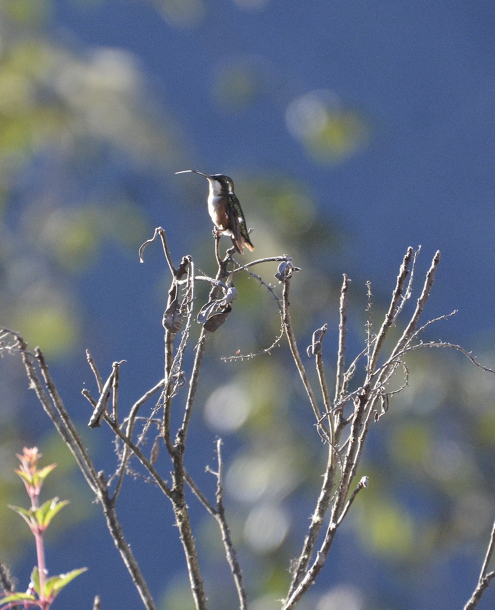 Colibrí de Mulsant - ML638929555
