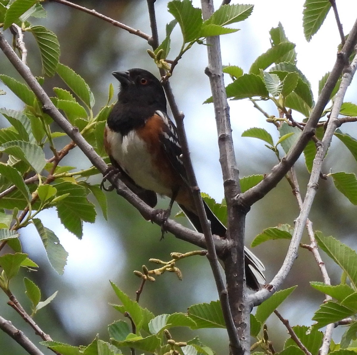 Toquí Moteado - ML638929556
