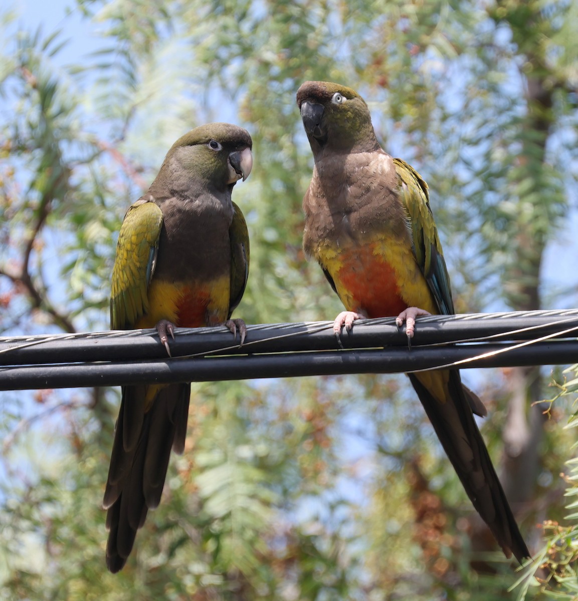 Loro Barranquero - ML638929564