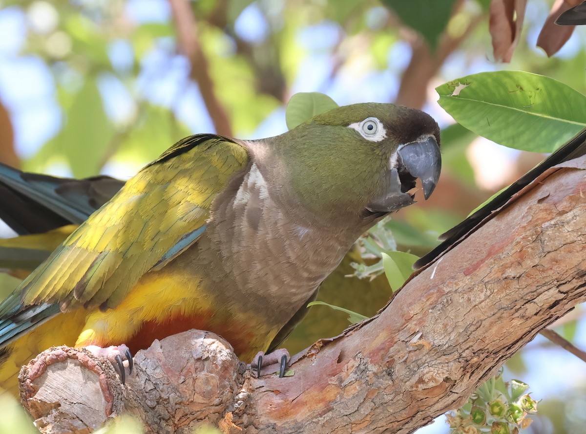 Loro Barranquero - ML638929565