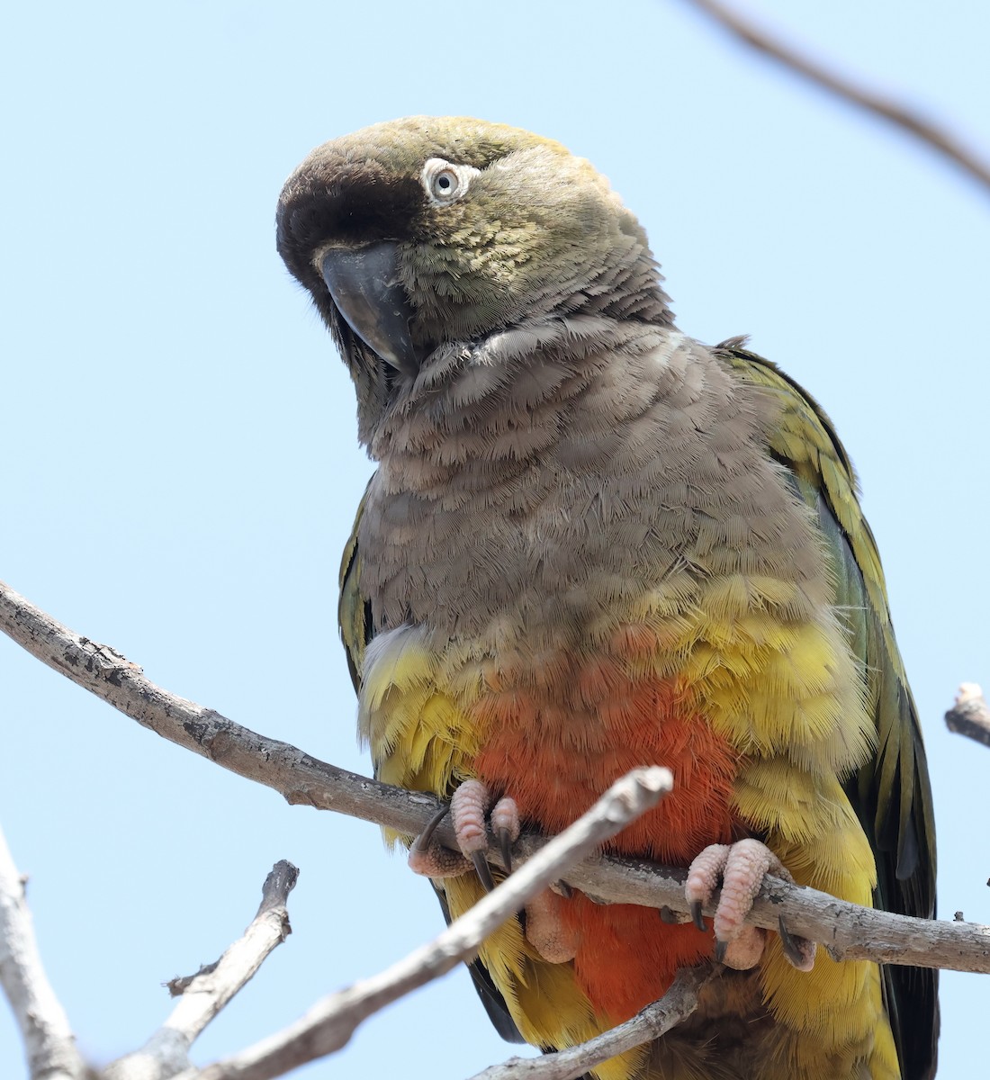 Loro Barranquero - ML638929566
