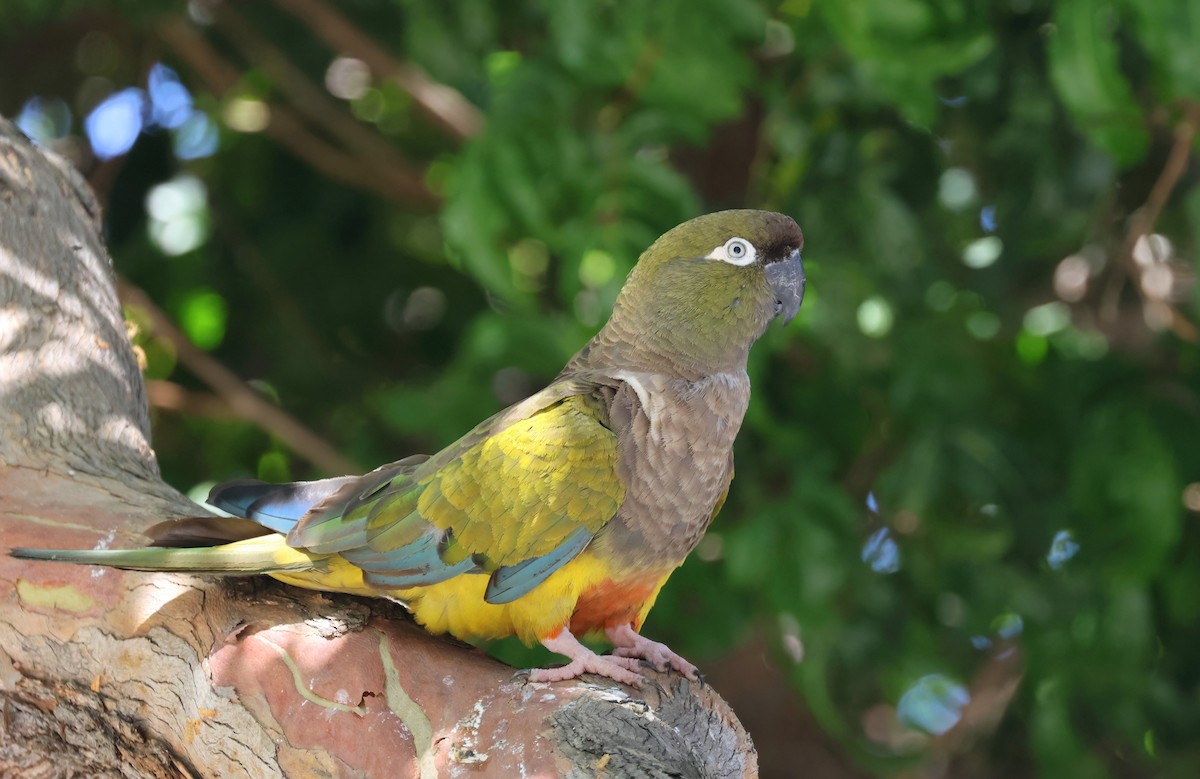 Loro Barranquero - ML638929567