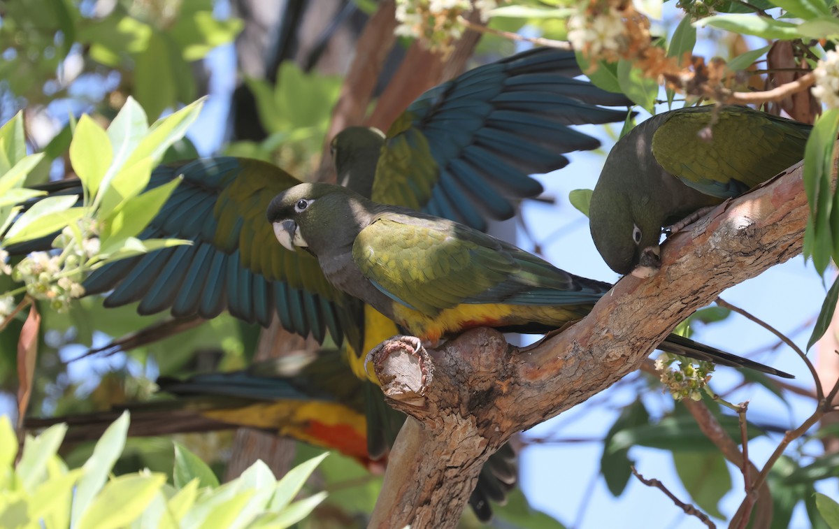 Loro Barranquero - ML638929568