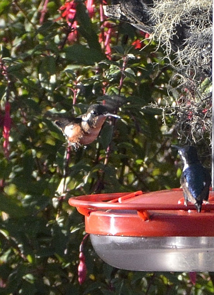 Colibrí de Mulsant - ML638929571