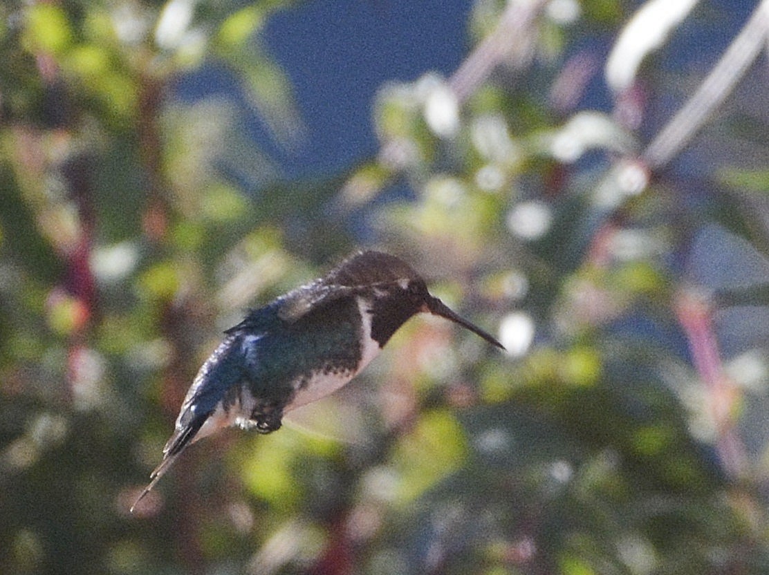 Colibrí de Mulsant - ML638929581