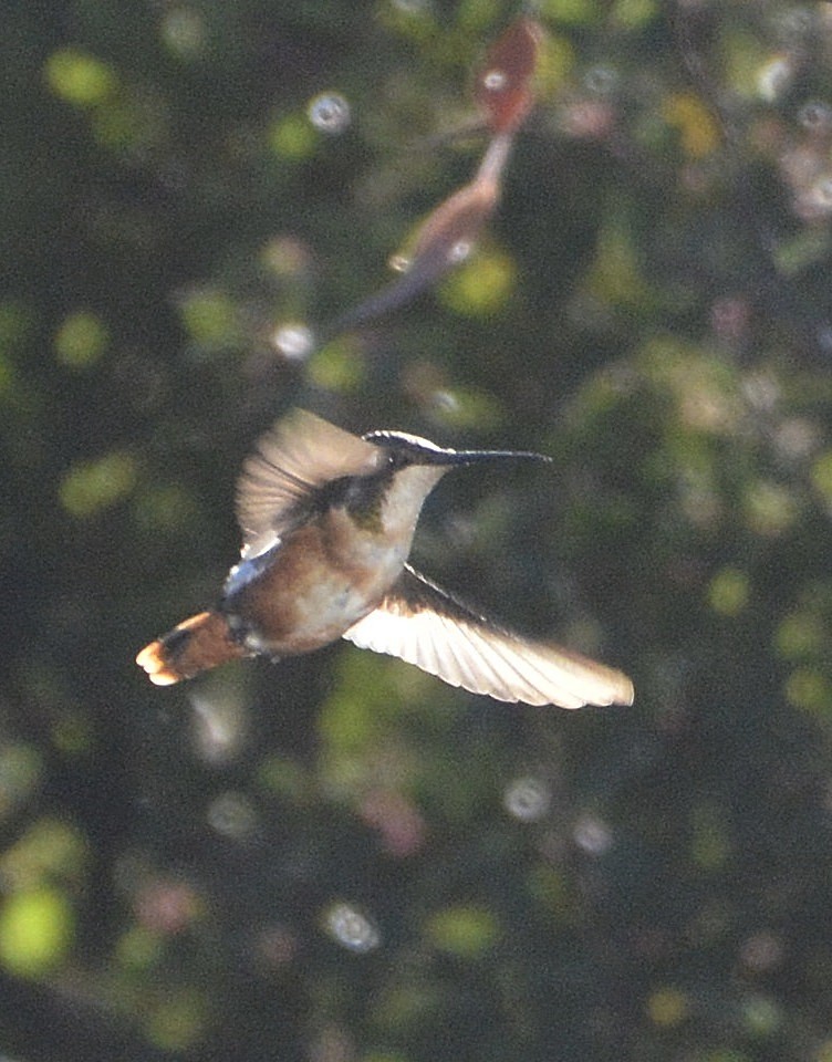 Colibrí de Mulsant - ML638929584