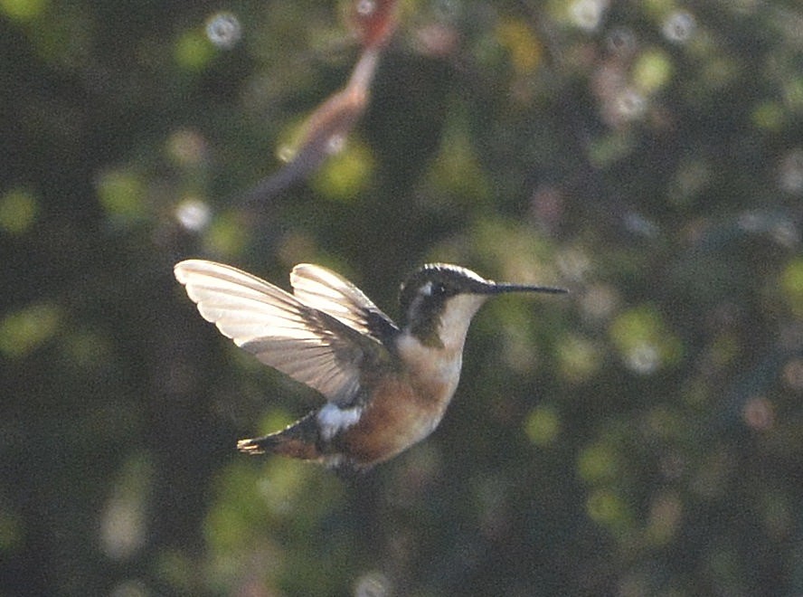 Colibrí de Mulsant - ML638929586