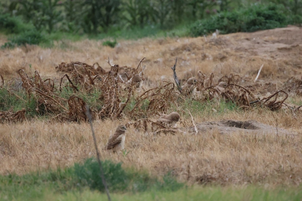 Burrowing Owl - ML638929630