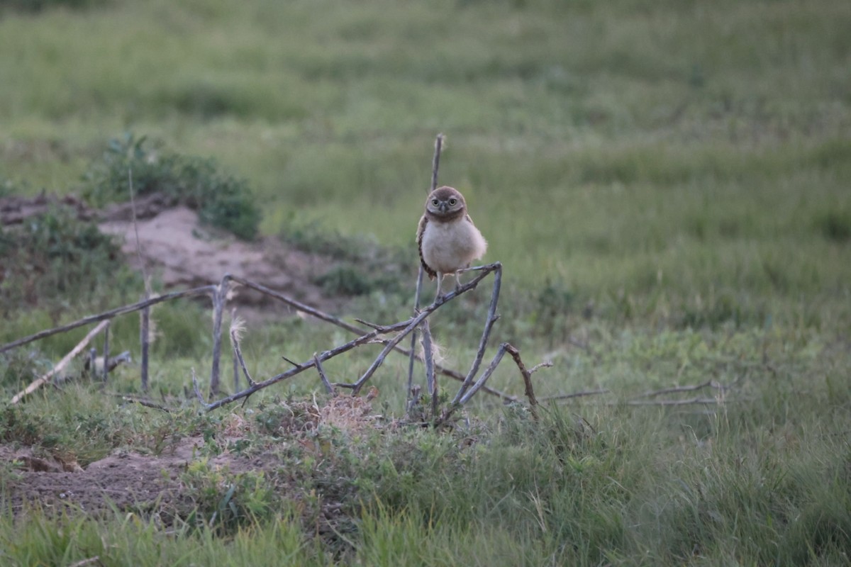 Western Kingbird - ML638929632