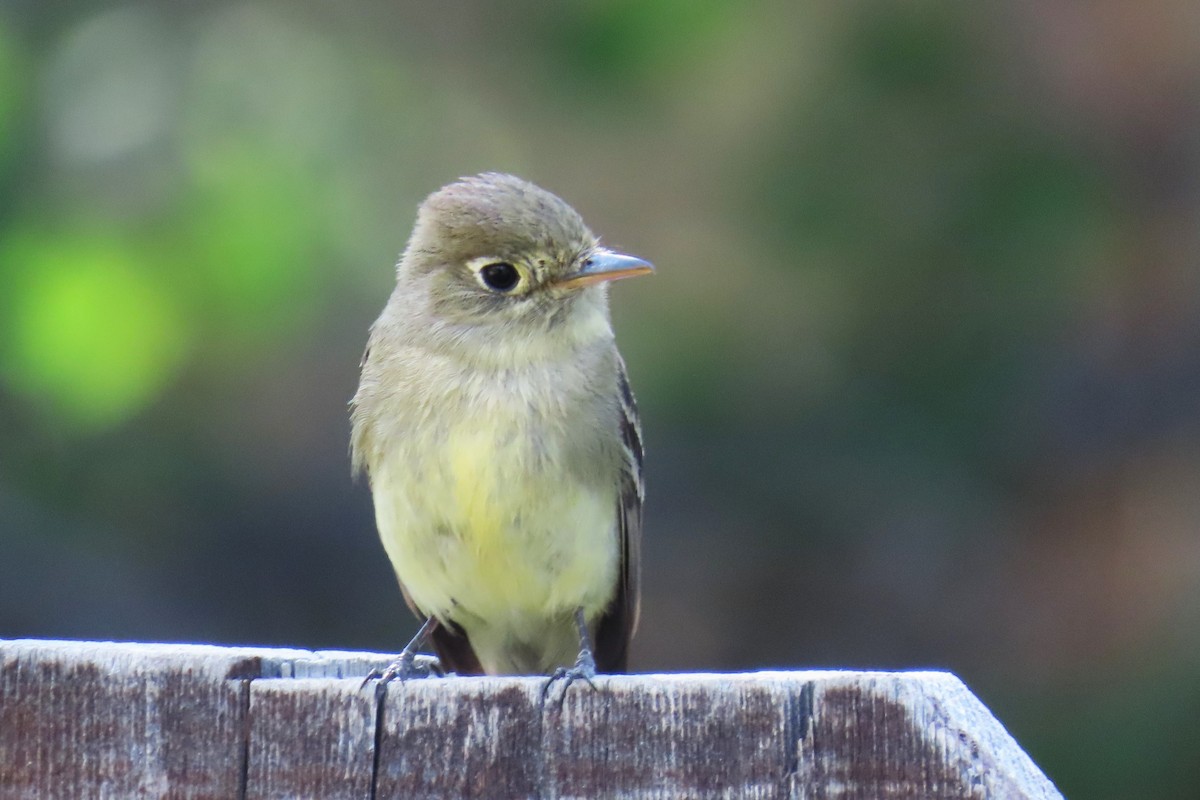 Western Flycatcher (Cordilleran) - ML638929636