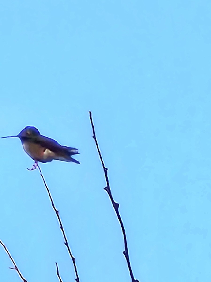 Black-chinned Hummingbird - ML638929638