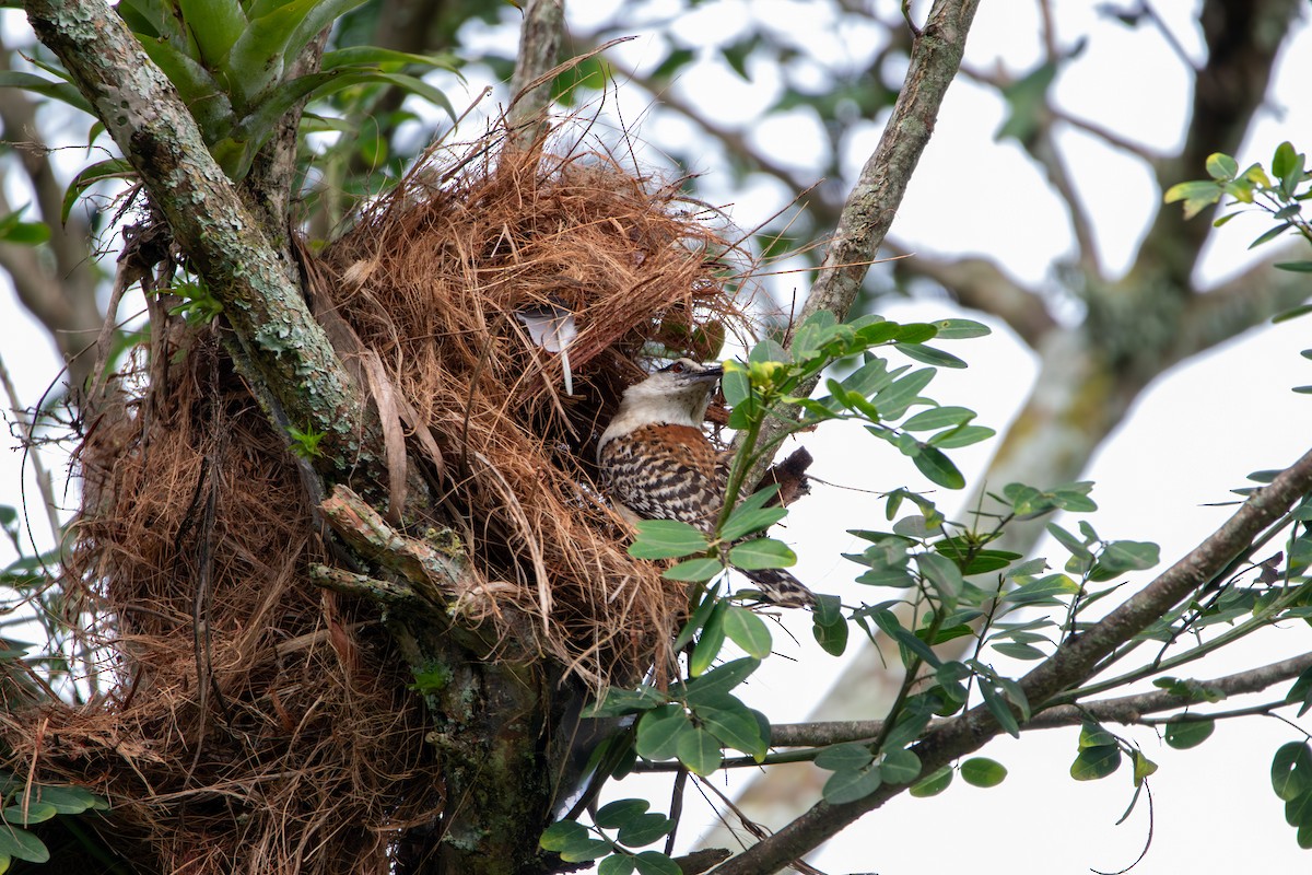 Rufous-backed Wren - ML638929641
