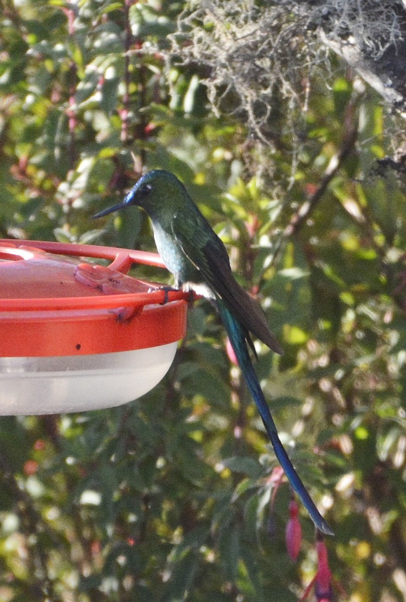 Long-tailed Sylph - ML638929644