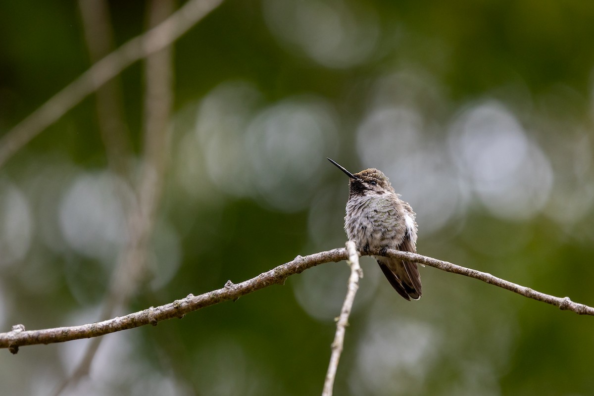 Anna's Hummingbird - ML638929645