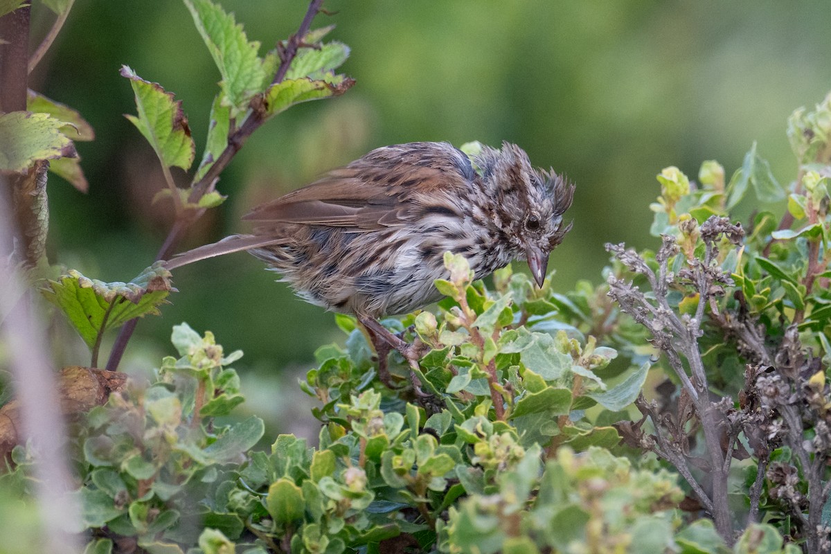 Song Sparrow - ML638929649