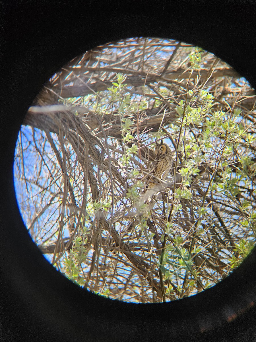 Long-eared Owl - ML638929651
