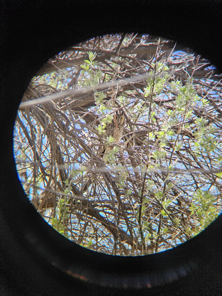 Long-eared Owl - ML638929653