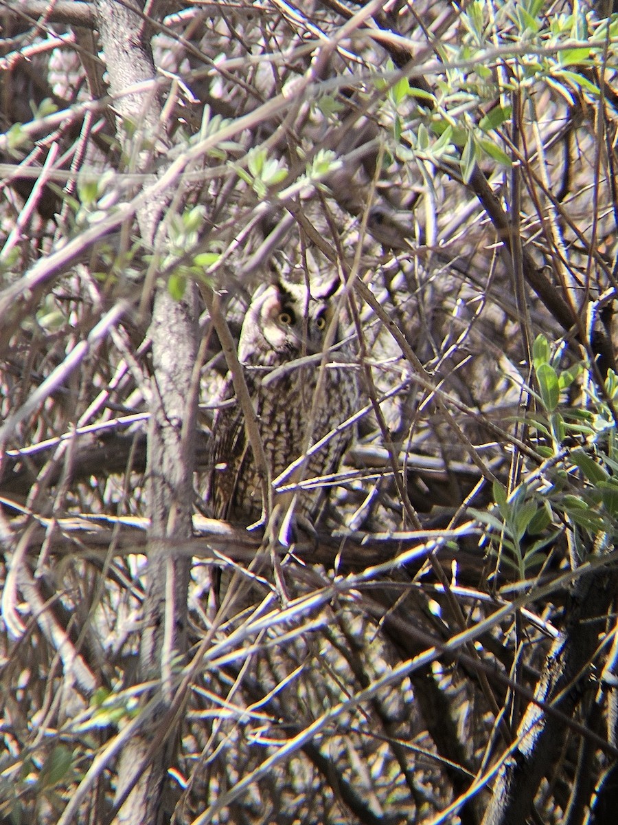 Long-eared Owl - ML638929654