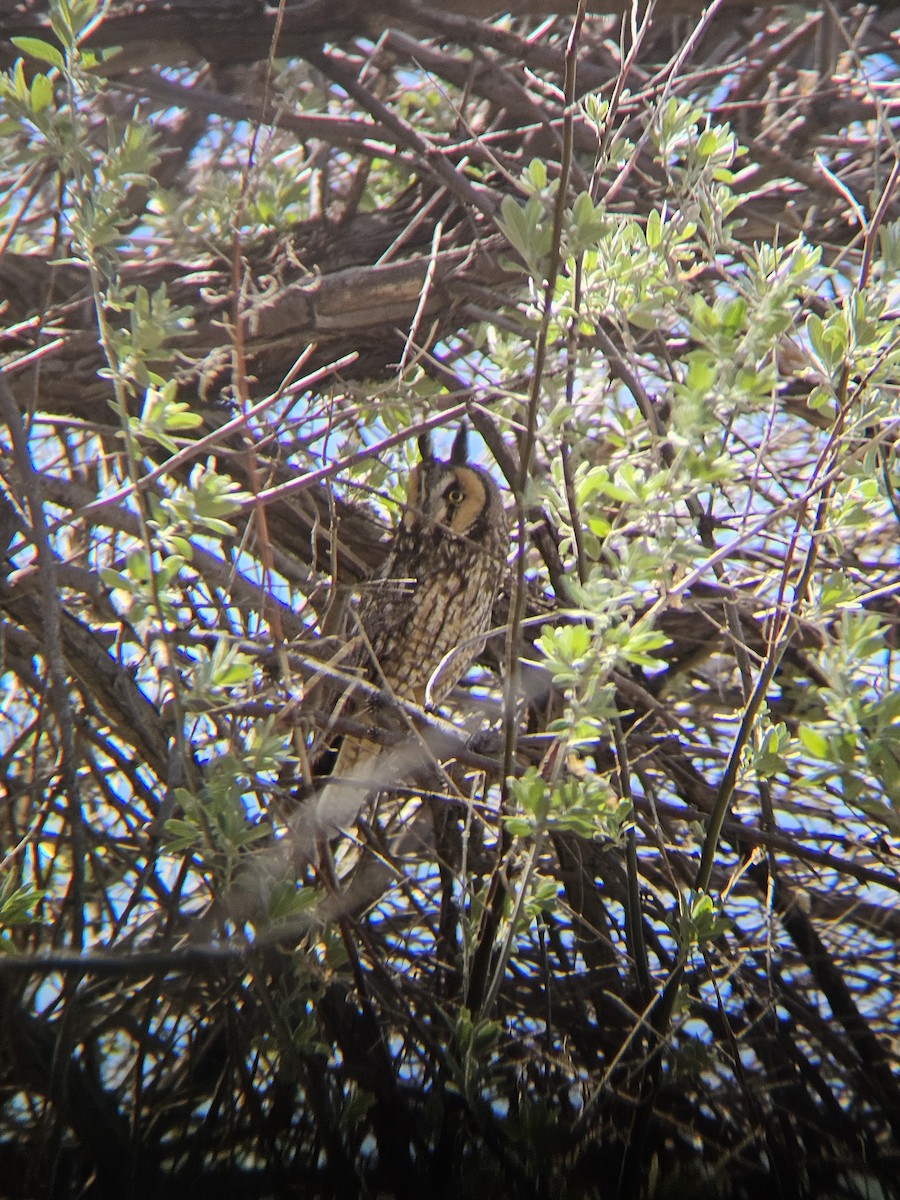 Long-eared Owl - ML638929655