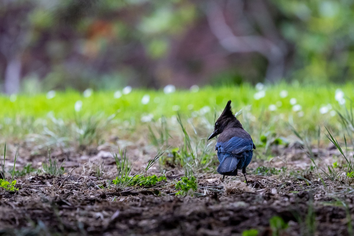 Steller's Jay - ML638929657