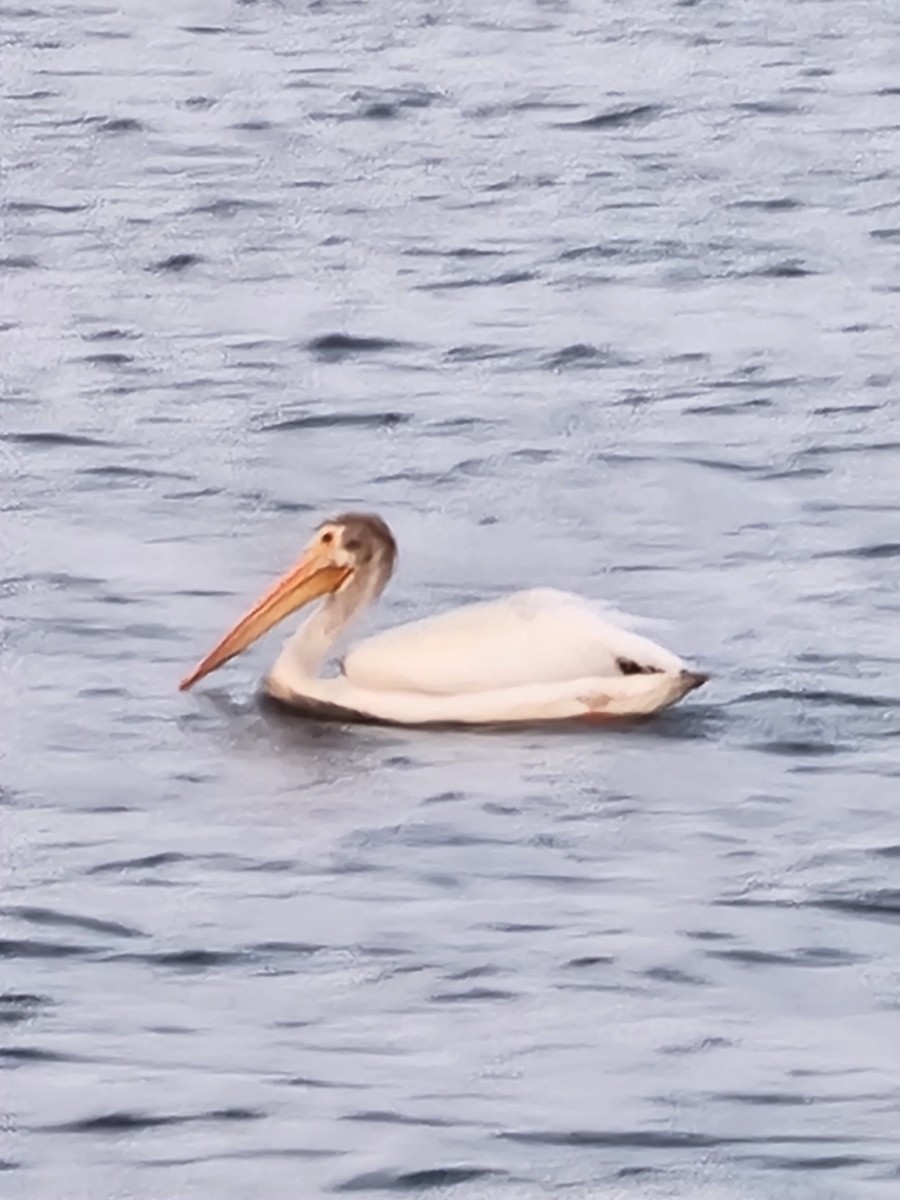 American White Pelican - ML638929659
