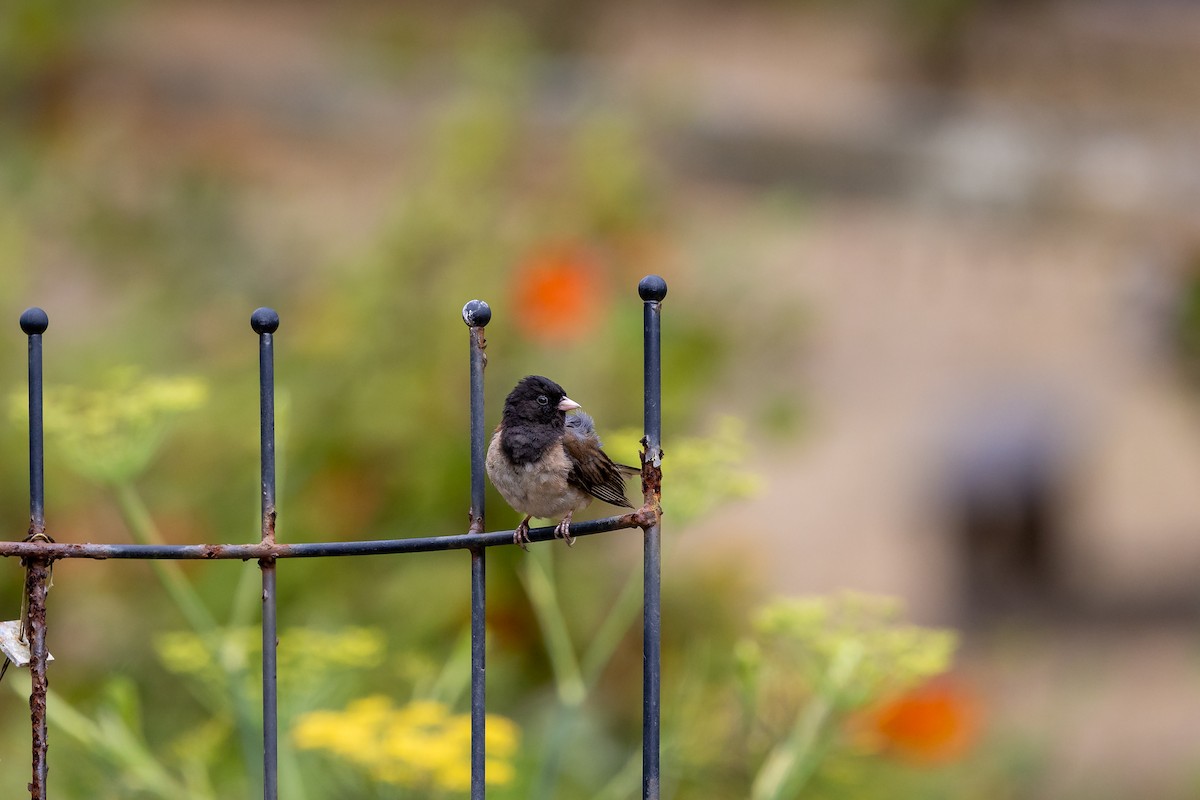 Dark-eyed Junco - ML638929661