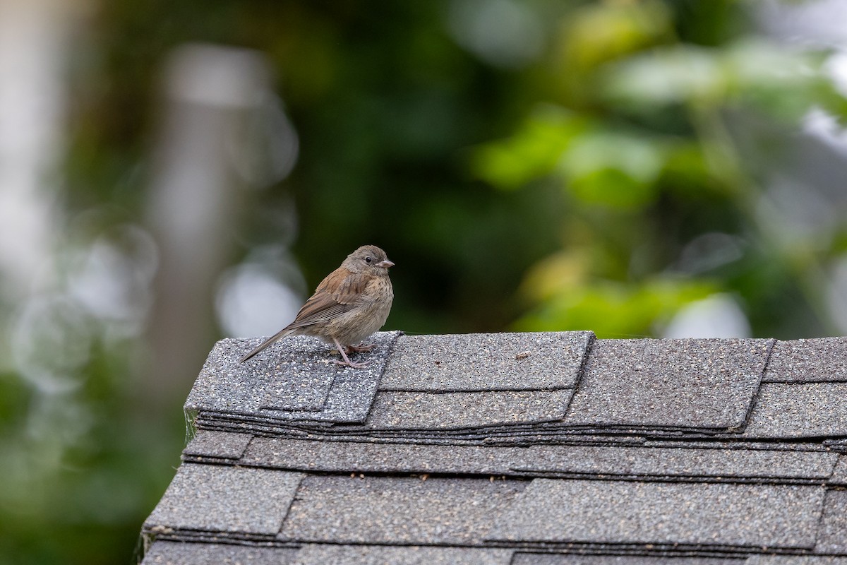 Dark-eyed Junco - ML638929662