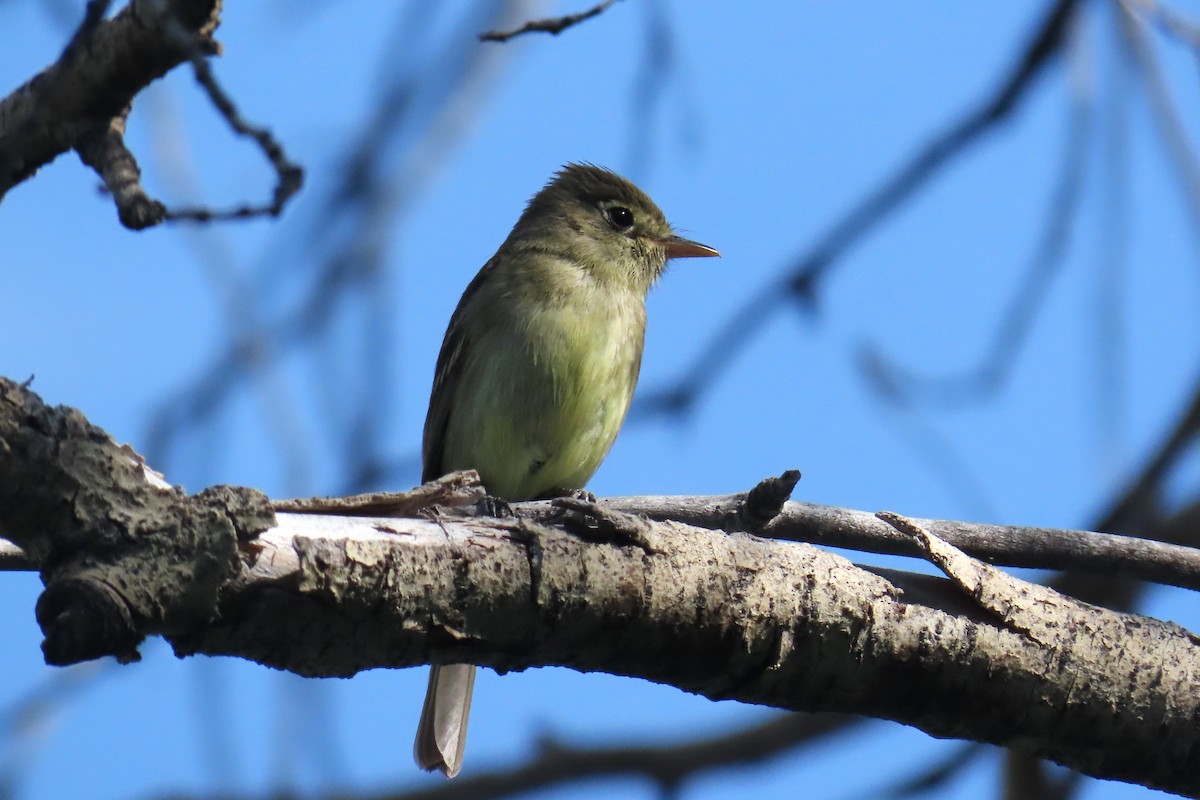 Western Flycatcher (Cordilleran) - ML638929667