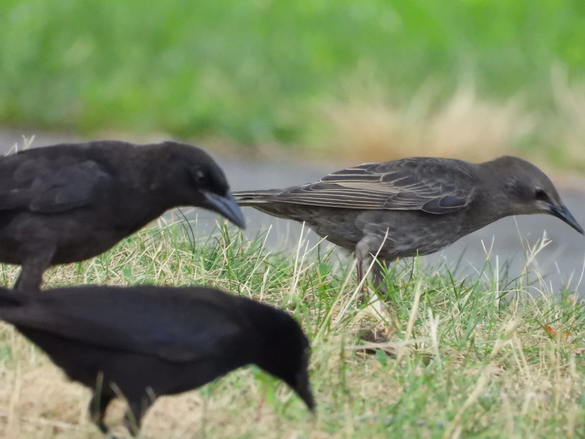 American Crow - ML638929669