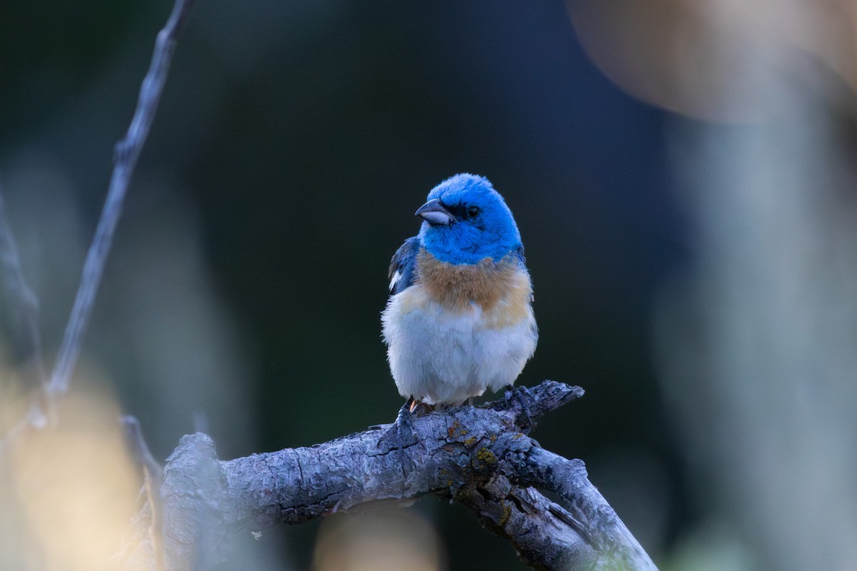 Lazuli Bunting - ML638929678