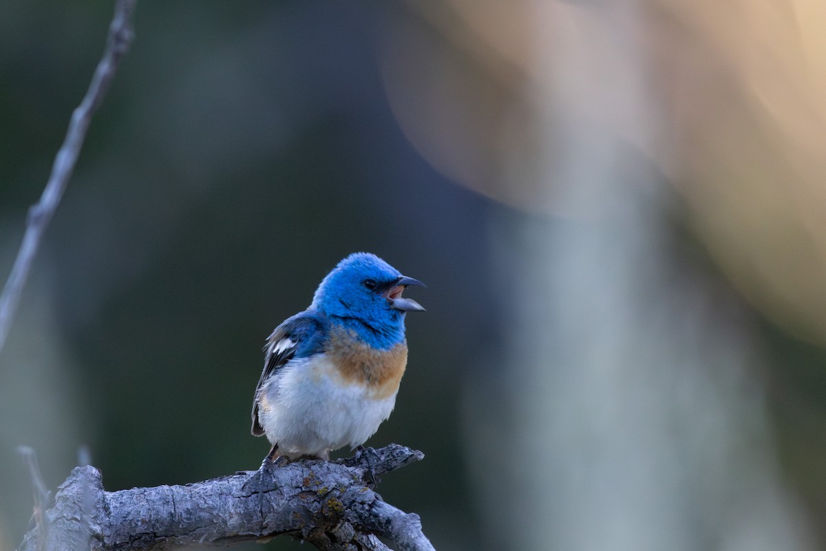 Lazuli Bunting - ML638929679