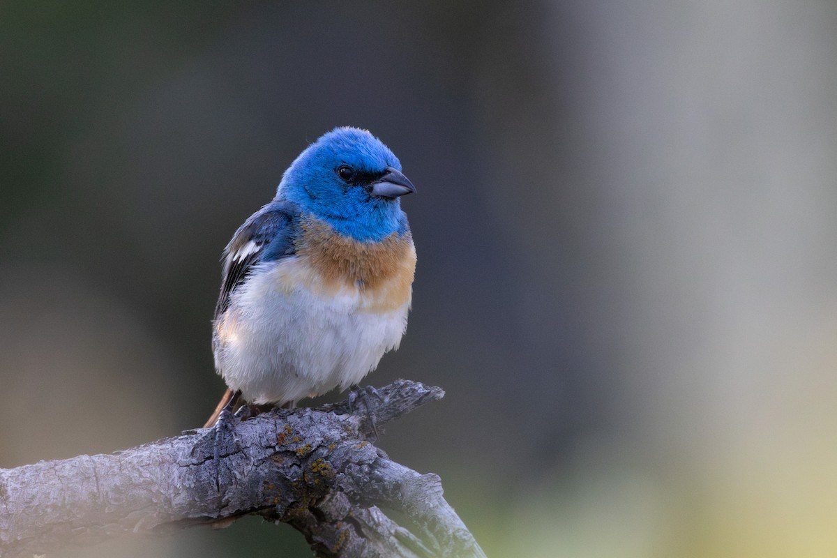 Lazuli Bunting - ML638929680