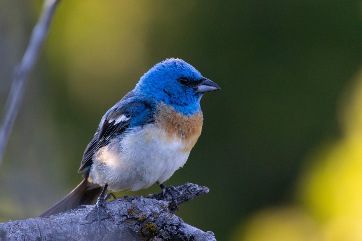 Lazuli Bunting - ML638929681
