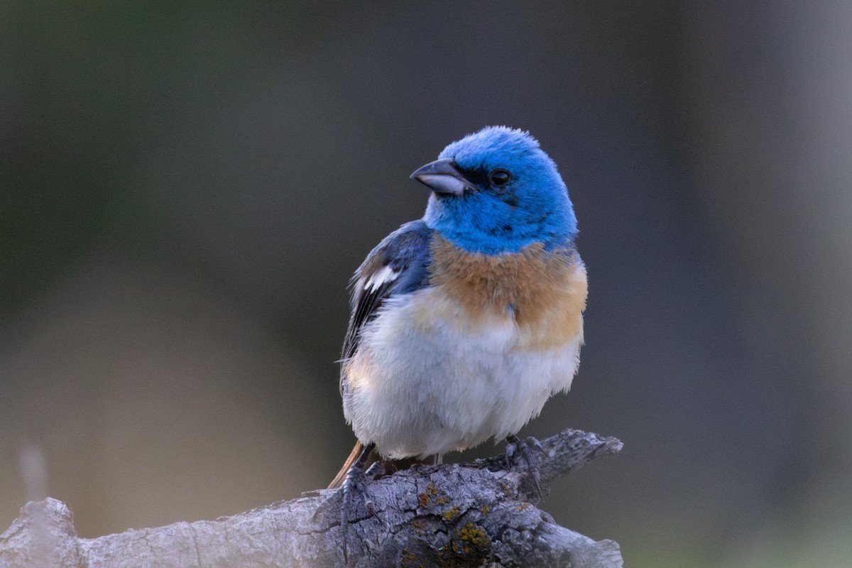 Lazuli Bunting - ML638929682