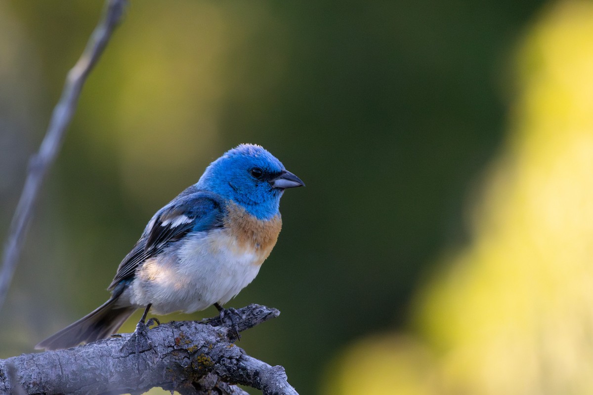 Lazuli Bunting - ML638929683