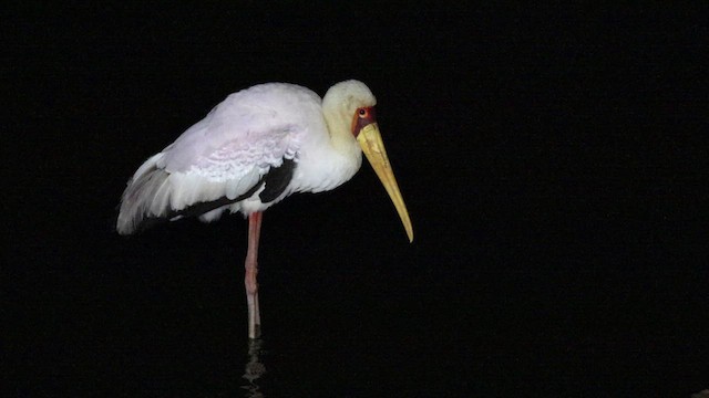 gulnebbstork - ML638929714