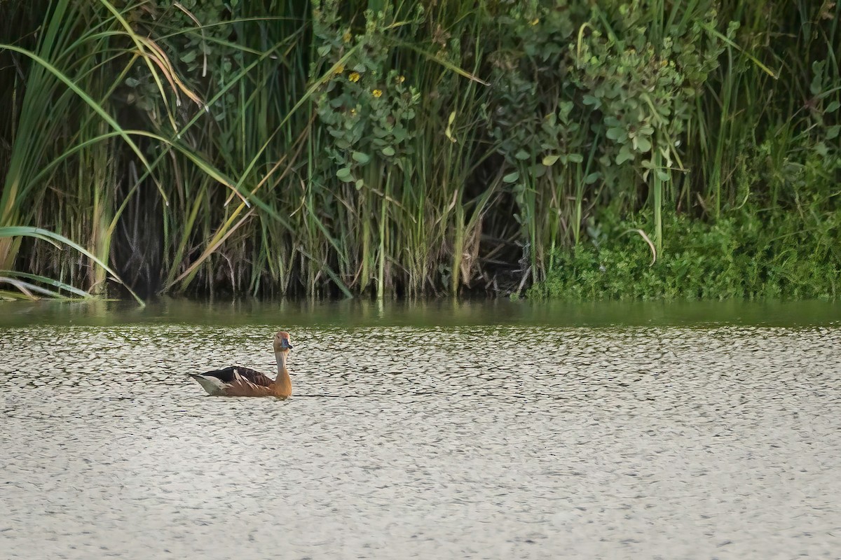 Fulvous Whistling-Duck - ML638929748