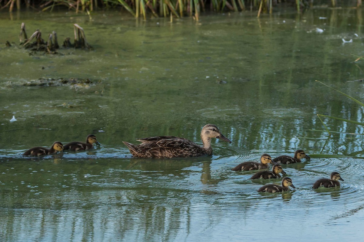 Mottled Duck - ML638929749