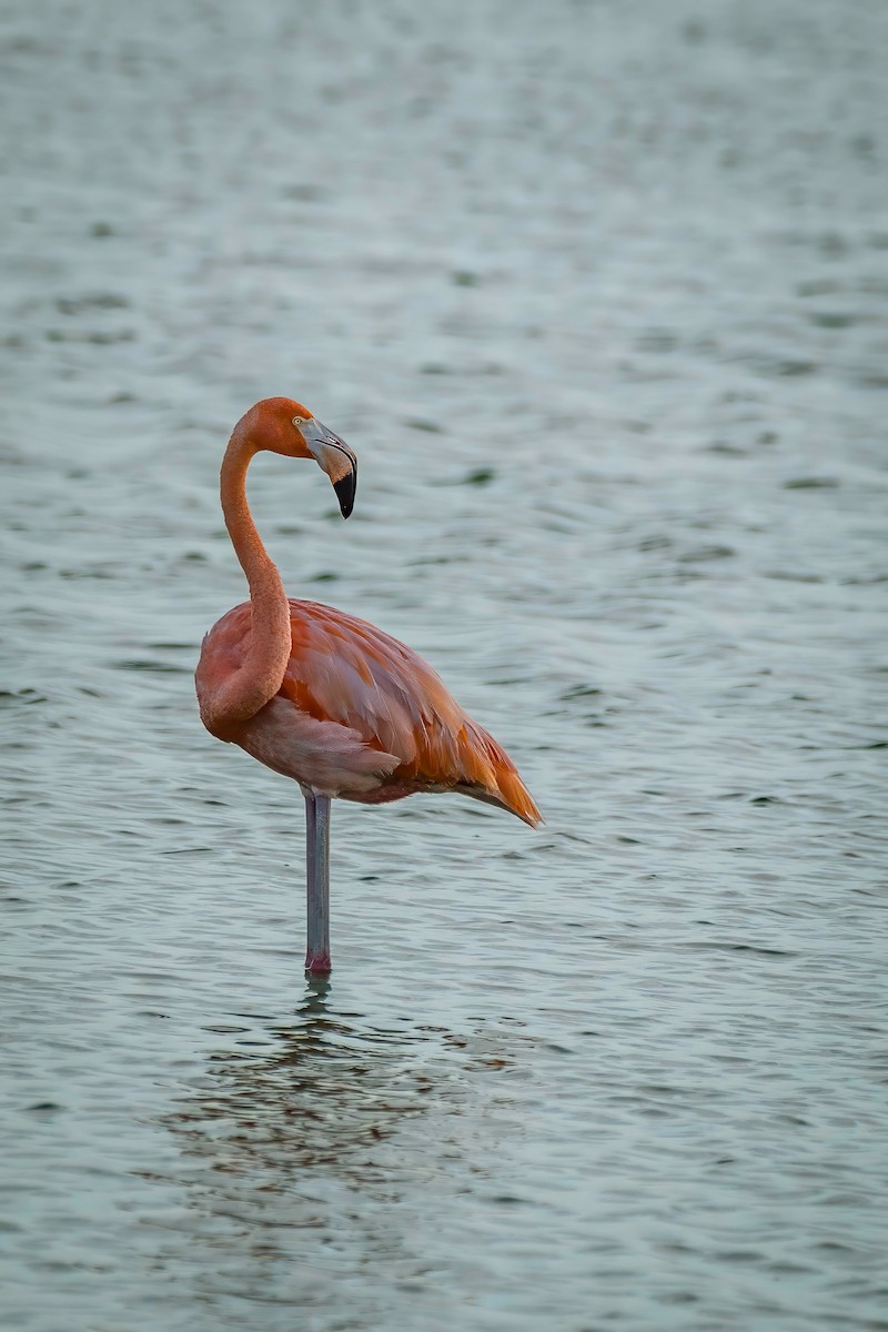 American Flamingo - ML638929752