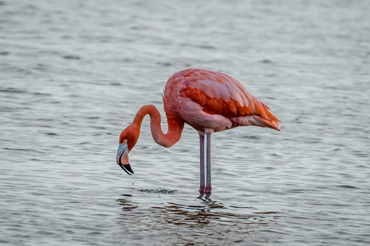 American Flamingo - ML638929753