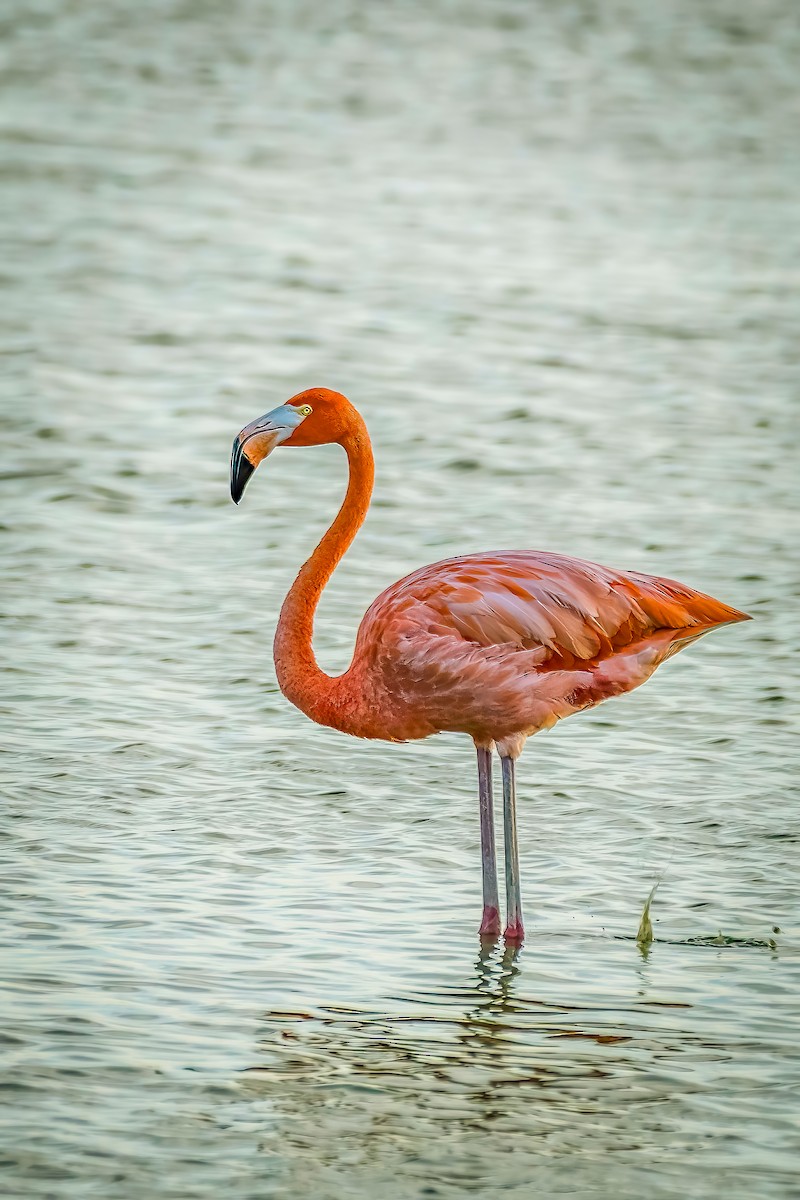 American Flamingo - ML638929754