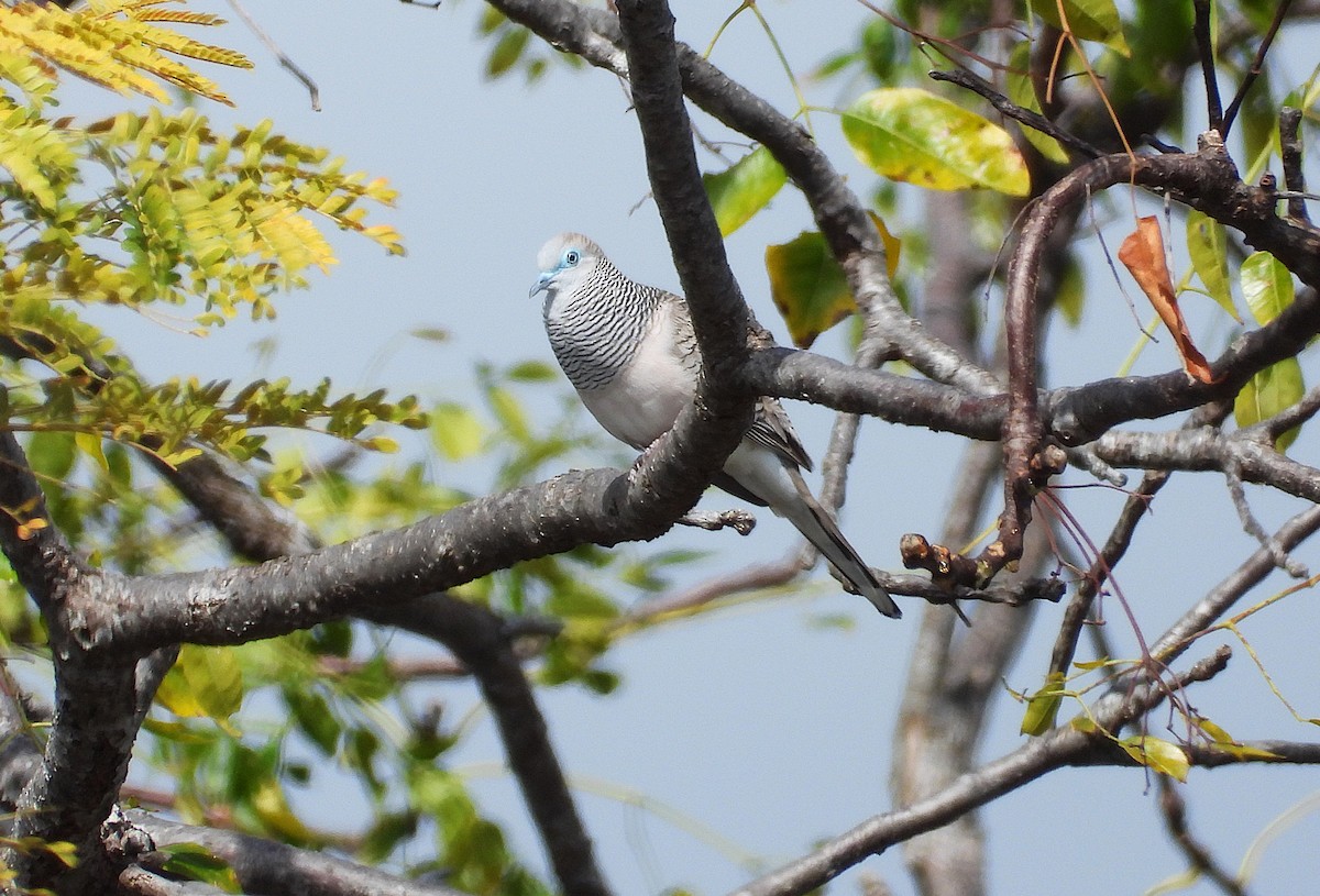 Peaceful Dove - ML638929798