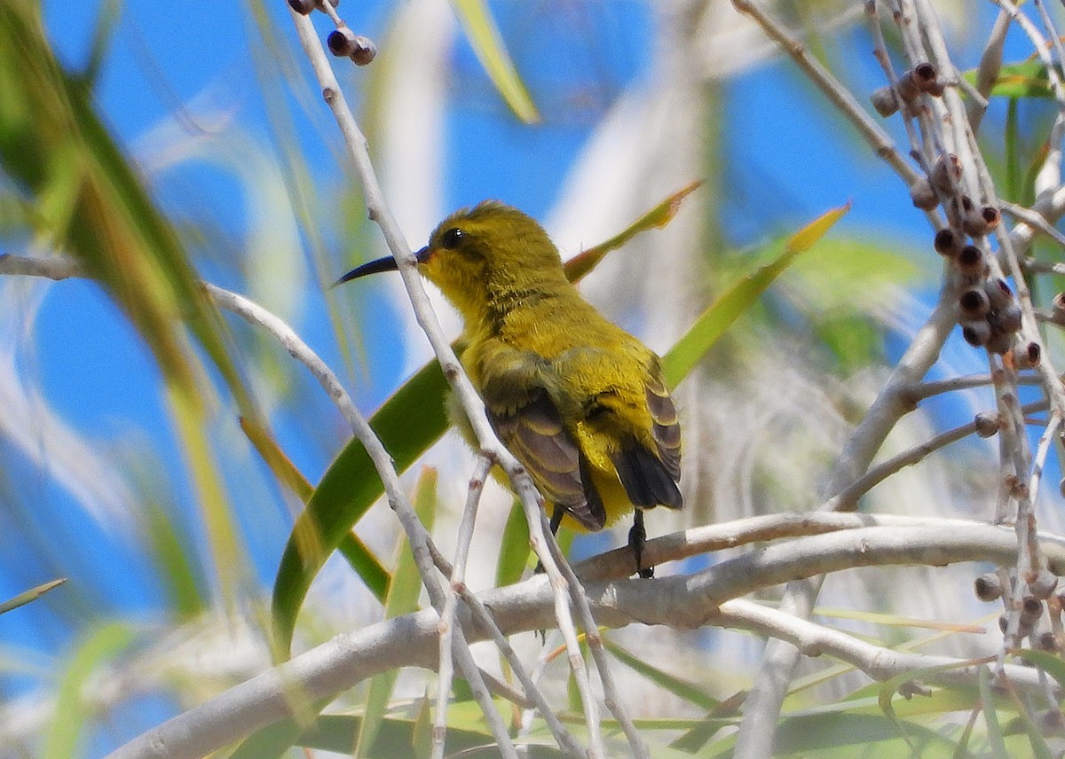 Sahul Sunbird - ML638929812