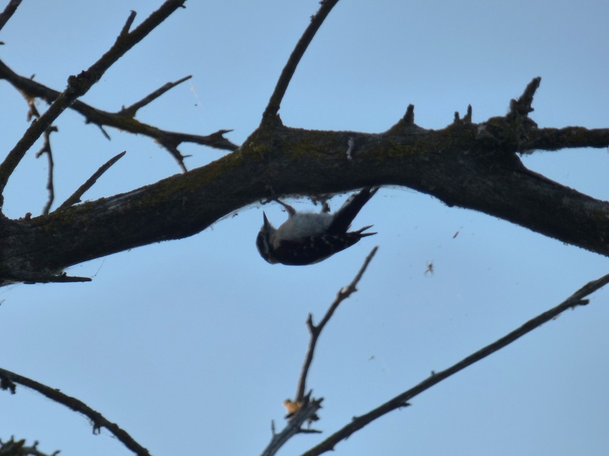 Downy Woodpecker - ML638929813