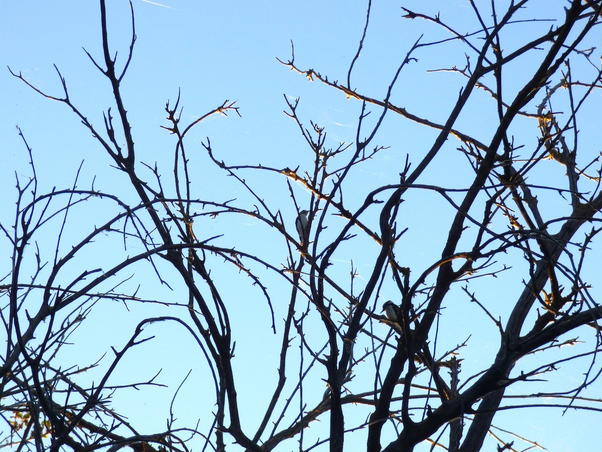 Downy Woodpecker - ML638929814