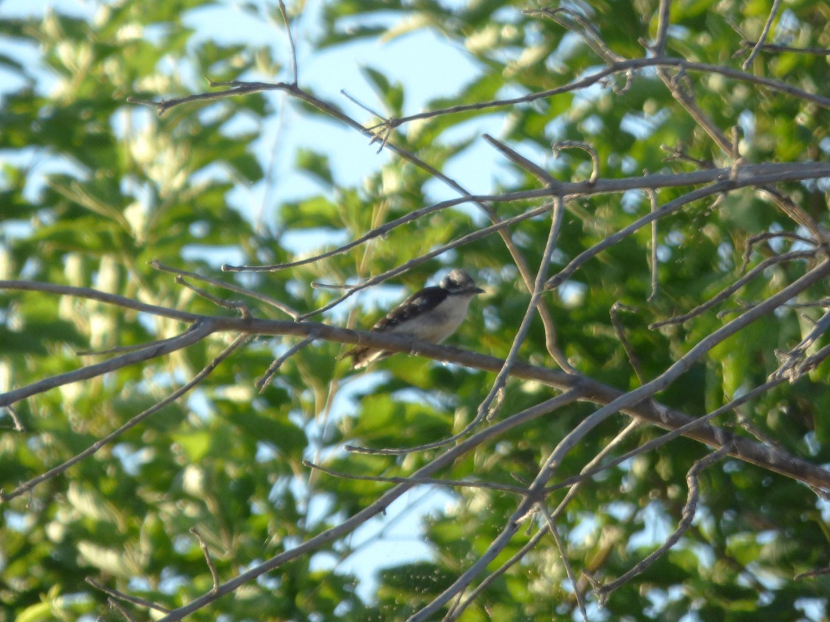Downy Woodpecker - ML638929815