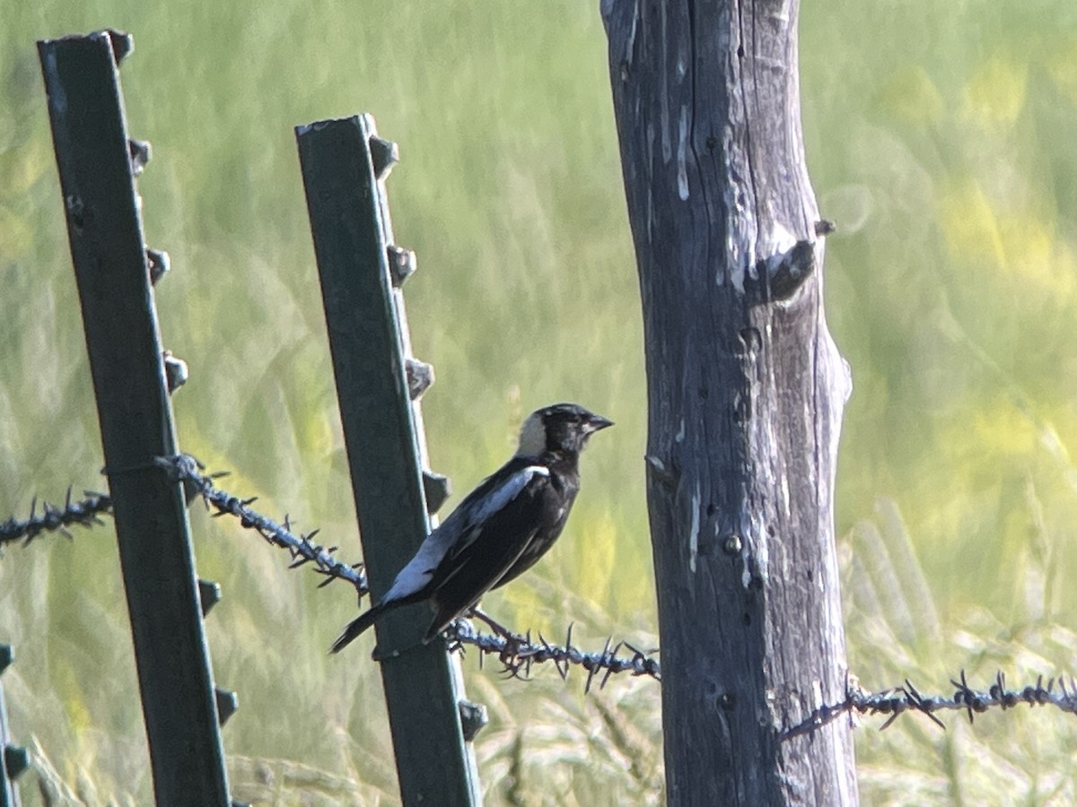 Bobolink - ML638929820